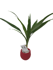 Bambu da Sorte Vermelho Hidroponico