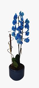Orquídea Azul em Cachepô de Cerâmica Esmaltada