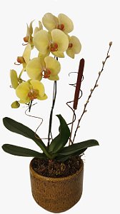 Orquídea Amarela em Cachepô de Cerâmica Esmaltada