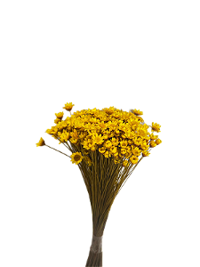 Sempre Viva Florzinhas Amarela 500 Unidades