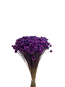 Sempre Viva Florzinhas Lilas 500 Unidades
