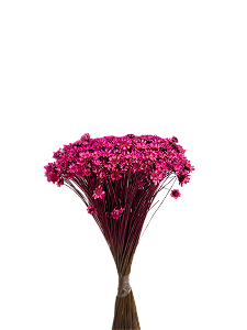 Sempre Viva Florzinhas Rosa 500 Unidades