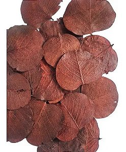 Folha Moeda Marrom Seca Natural Decoração 100g