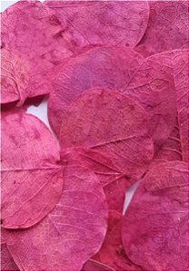 Folha Moeda Pink Seca Natural Decoração 100g