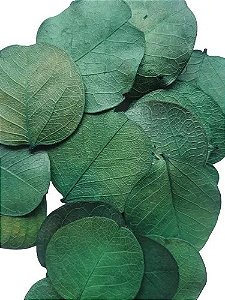 Folhas Moedas Secas Decorativas Para Pout Pourrit 30  Gramas
