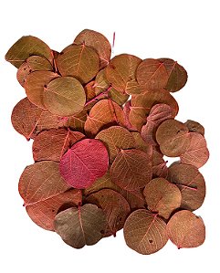 Folha Moeda  Seca Natural - 100 Folhas