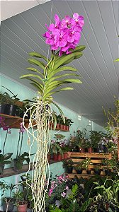 Orquídea Vanda (Cleisostoma paniculatum)