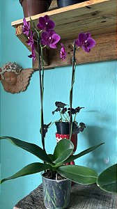 Orquídea Borboleta Sortida (Phalaenopsis aphrodite)