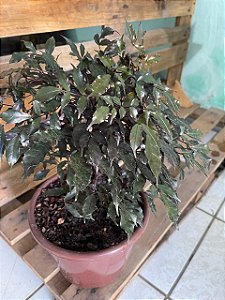 Café de Salão Mine
