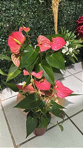 Antúrio Tradicional Sortido (Anthurium andraeanum)