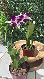 Orquídea Rainha do Nordeste (Cattleya labiata)