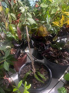 Croton Black