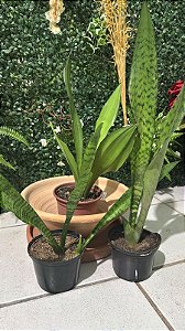 Espada de São Jorge (Sansevieria trifasciata)
