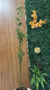 Trepadeira Jasmim dos Poetas (Jasminum polyanthum)