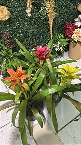 Bromélia Guzmania Cherry (Gusmania lingulata)