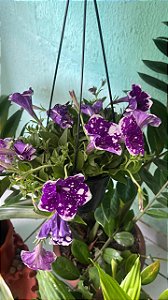 Petunia Sortida