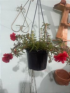 Onze Horas Sortida