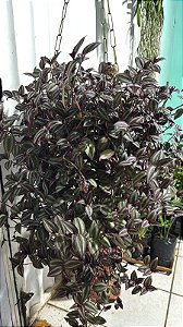 Lambari Roxo (Tradescantia zebrina)