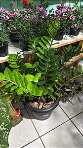 Zamioculca Tradicional (Zamioculcas zamiifolia)