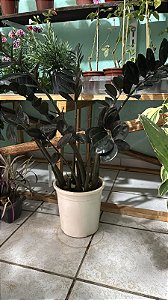Zamioculca Black (Zamioculcas zamiifolia 'Dowon')