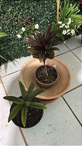 Coqueiro de Vênus (Cordyline fruticosa)