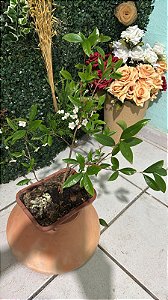 Bonsai de Araçá Rosa (Psidium cattleianum var. cattleianum)