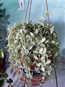 Dichidia Oiantha