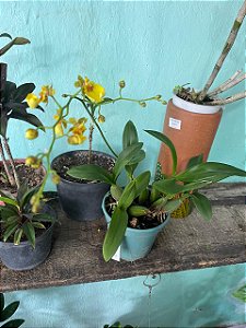 Orquídea Oncidium Pingo de Ouro