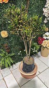 Croton Sortido SC G