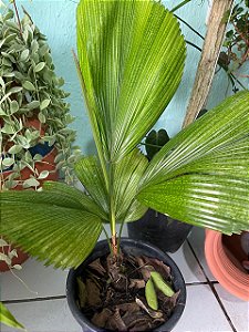 Palmeira Licuala