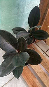 Ficus Elasticus Tinikee