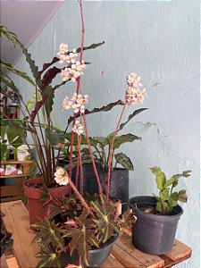 Begônia Sortida