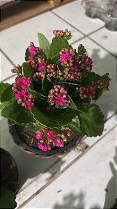 Kalanchoe Sortida Pote 11