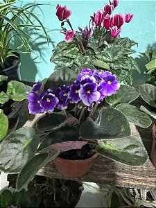 Violeta Dobrada Sortida