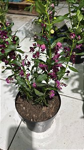 Angelonia Sortida Pote 14