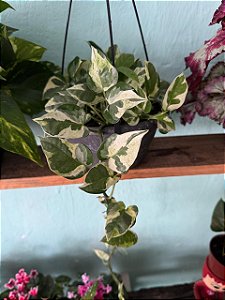 Jiboia Njoy Variegata