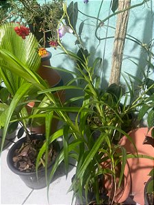 Orquídea Bambu