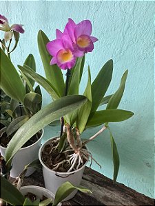 Orquídea Catileia Mine