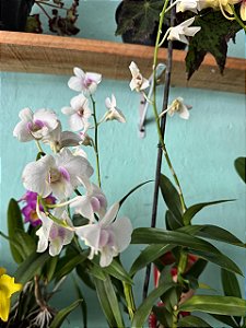 Orquídea Denfal Sortida