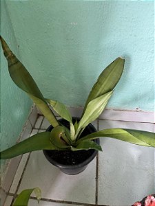 Espada de São Jorge Prata G
