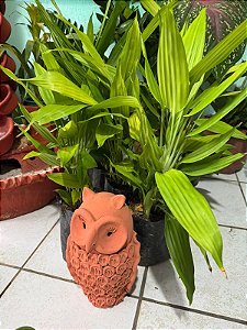 Dracaena Aubryana