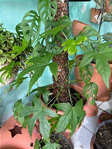 Lanterna Chinesa M