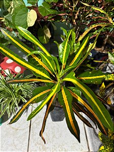 Croton Sortido Médio