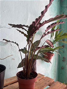 Maranta Peluda