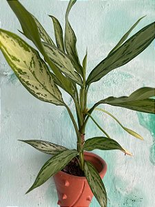 Aglaonema SC