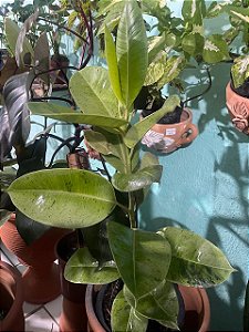 Ficus Elasticus Mooshine