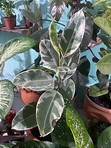 Ficus Elasticus Ruby