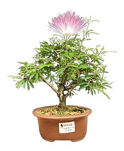 Bonsai Caliandra Rosa 3 anos