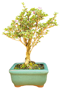 Bonsai Serissa Rosa / Foetida 2 anos