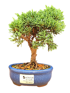 Bonsai Shimpaku 2 anos